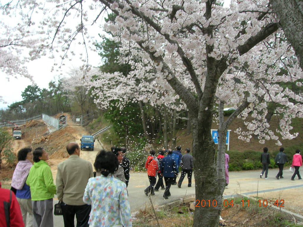 진해 해군교육사령부(보국사,흥국사) 위문법회와 성주사 관룡사 순례사진 - 흥국사 가는 길의 벚꽃비 내리는 모습!